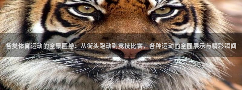 利记官网下载平台假的吗是真的吗吗：各类体育运动的全景