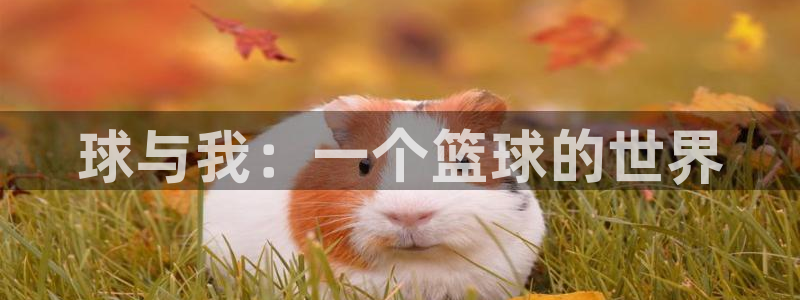 利记官网APP：球与我：一个篮球的世